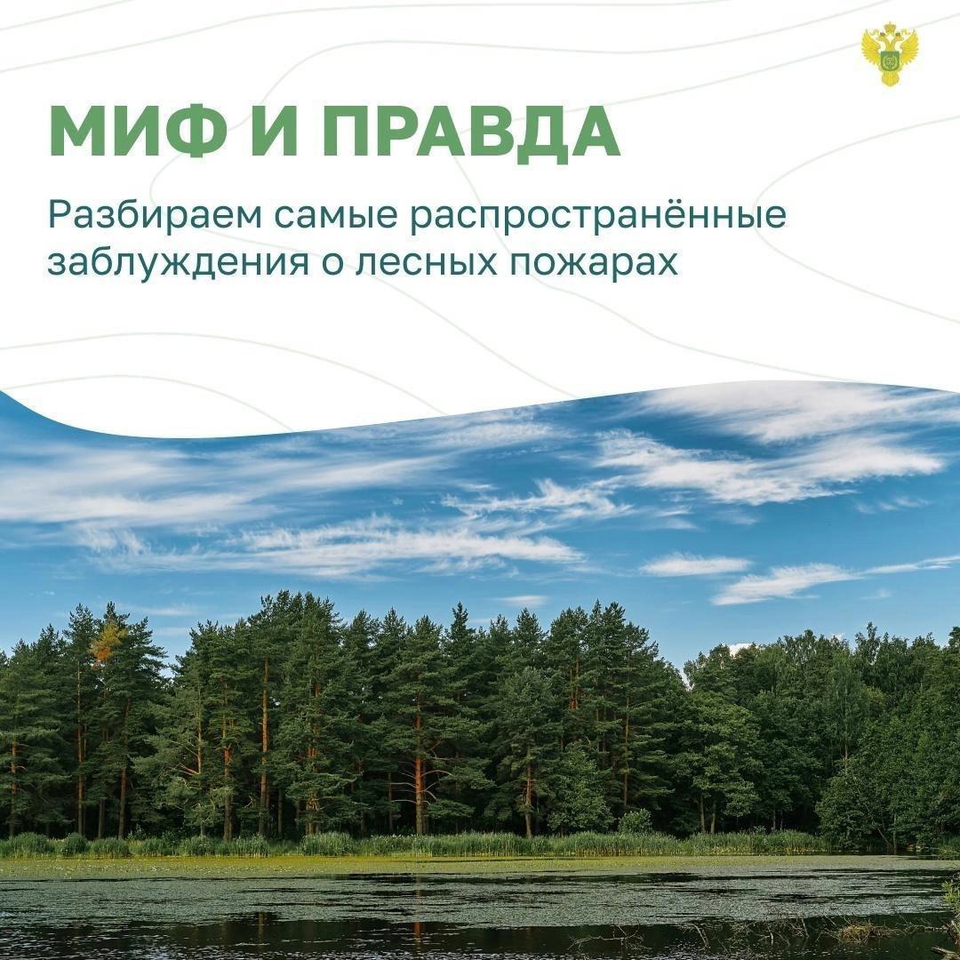 Шебекинцы, давайте беречь наш лес от пожаров.